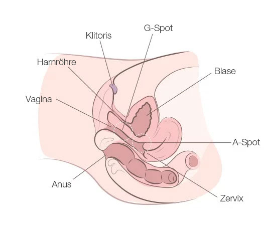 Skizze der Vagina